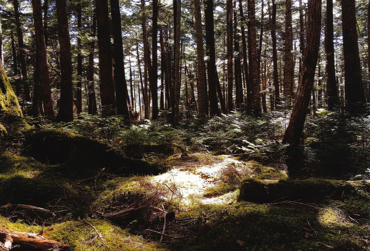 深い森の中に希望の光